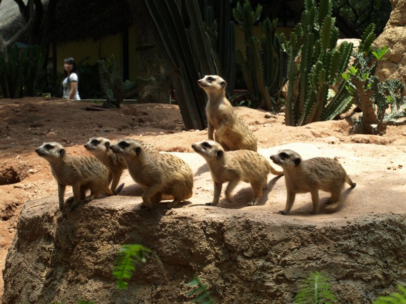 Что посмотреть в Гуанчжоу за 1 день: Зоопарк 