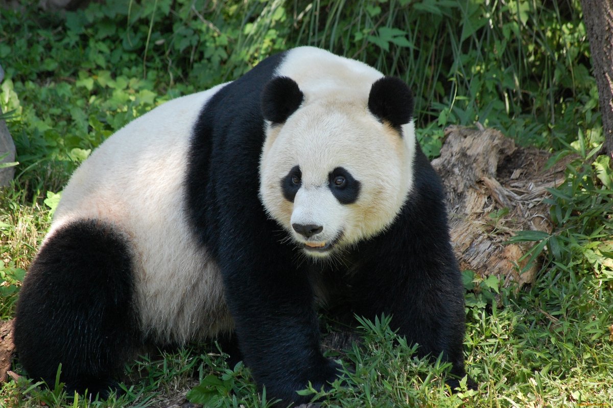 Большая панда