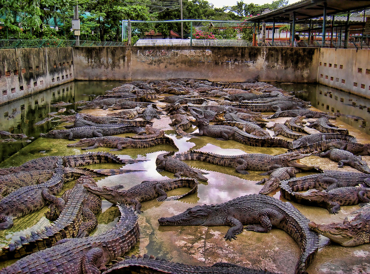 крокодилы