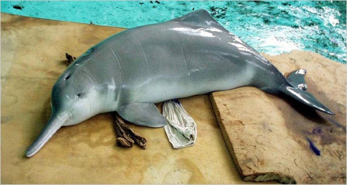 Китайский речной дельфин или байцзи