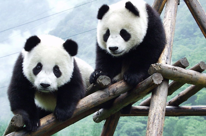 Панда-дипломатия